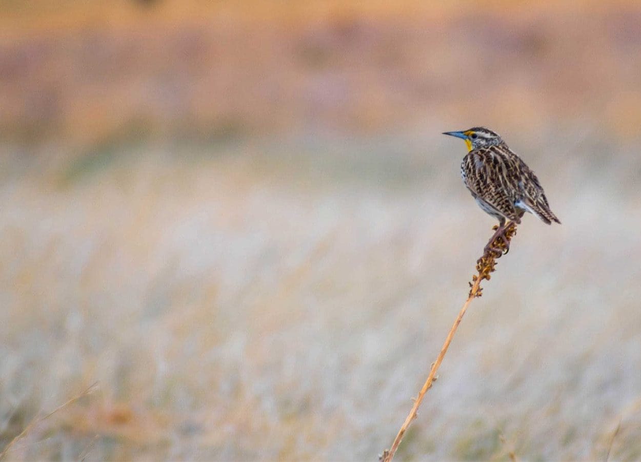 Wind Cave Canyon Bird On Grass