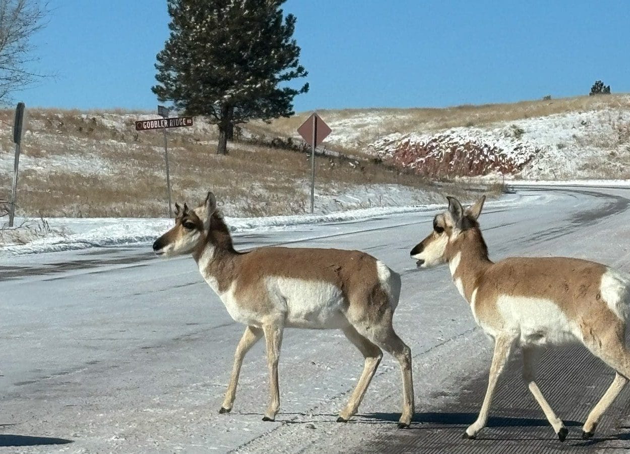 Wind Cave Canyon Antelope