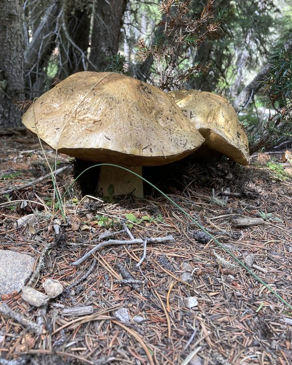 eric-black-hills-mushrooms-on-the-trail