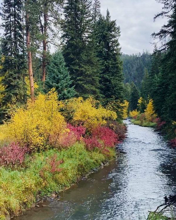 view of black hills river in the autumn with leaves changing to yellow and red