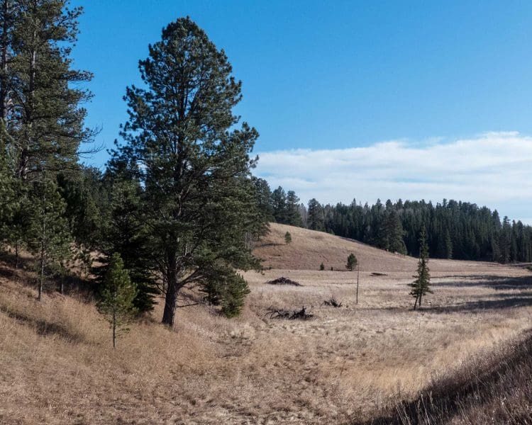 Mickelson Trail - From Dumont Trailhead