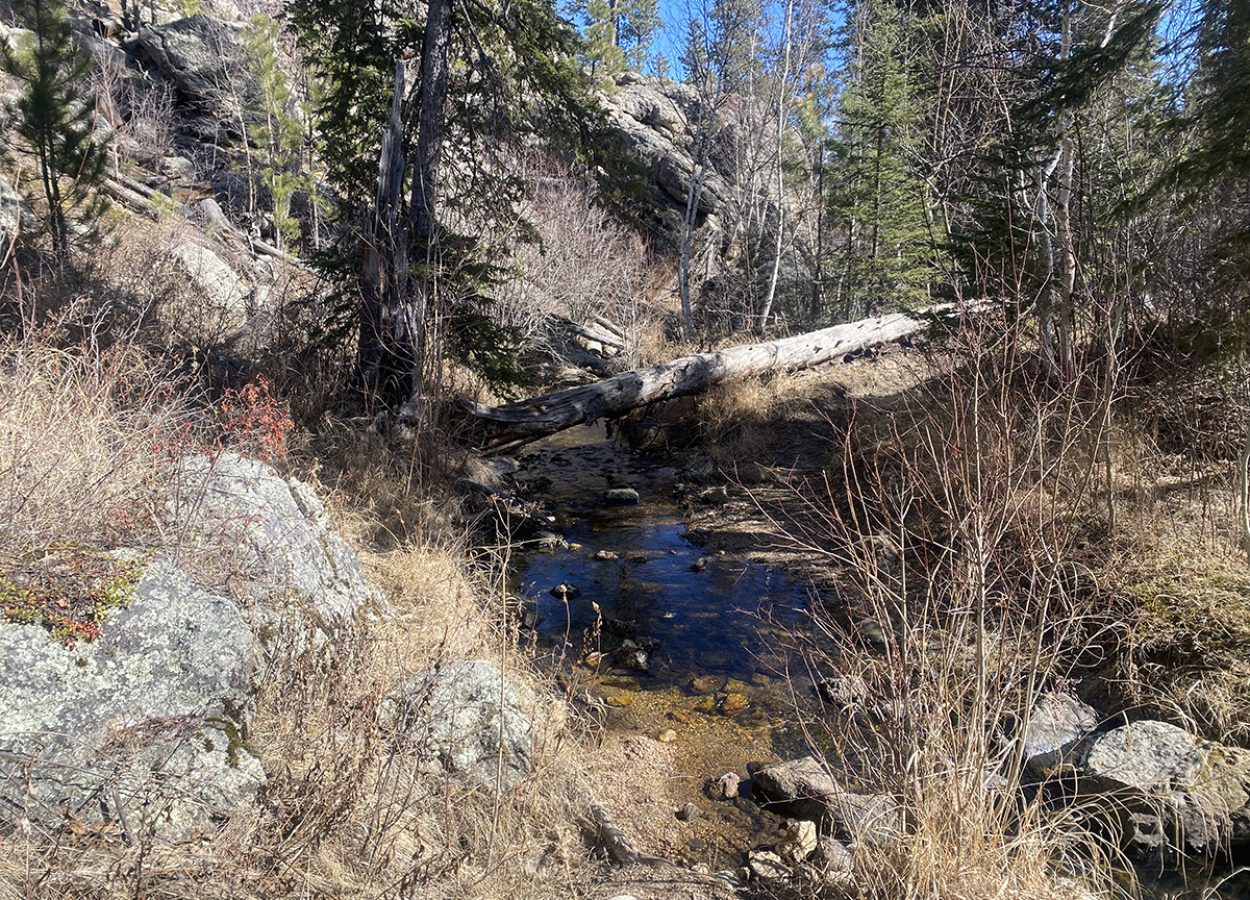 Norbeck Trail Black Hills creek