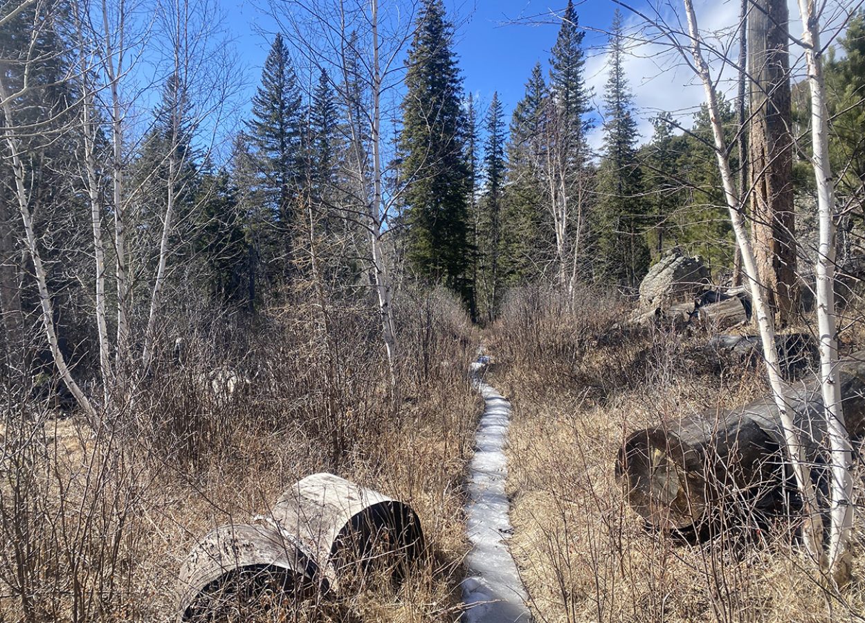 Norbeck Trail Black Hills icy path through trees and grass