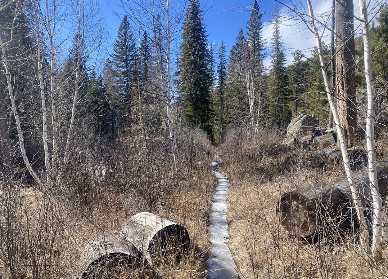 Norbeck Trail Black Hills icy path through trees and grass