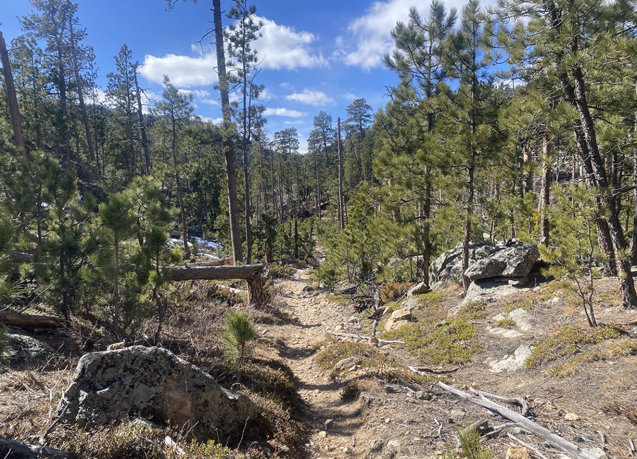 Norbeck Trail Black Hills path through trees