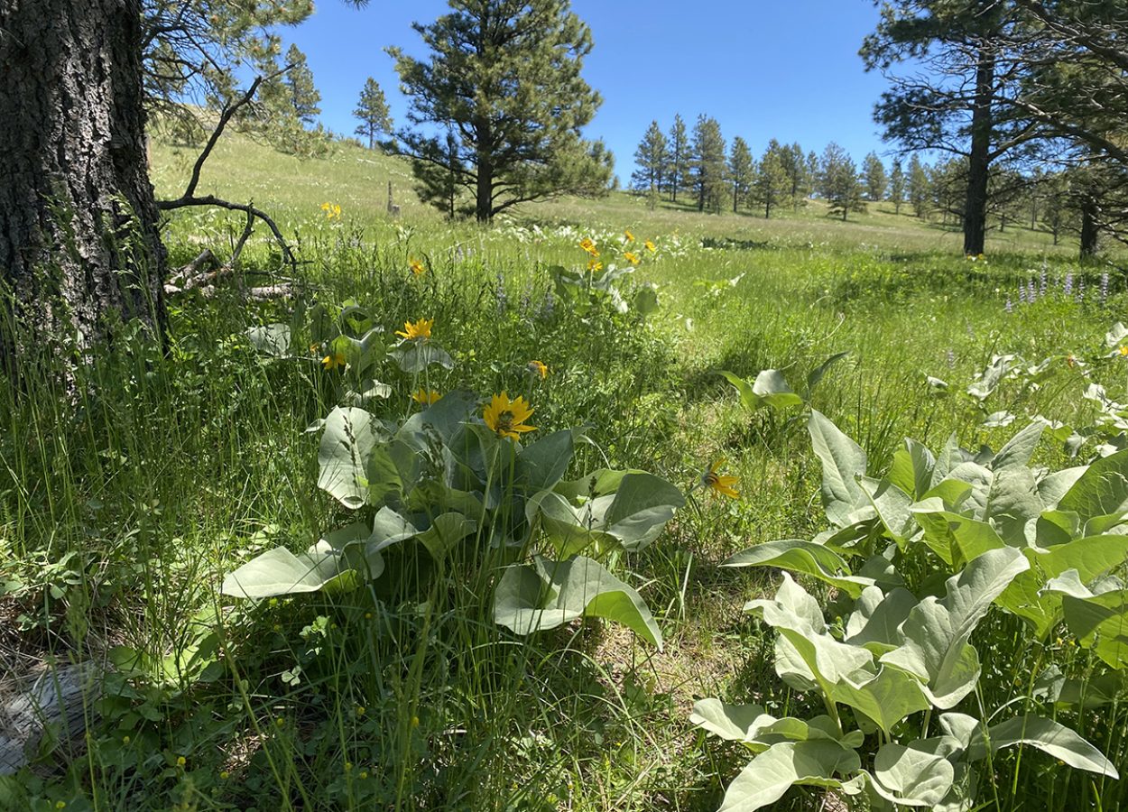 Sheep Nose Mountain Trail Sundance flowers