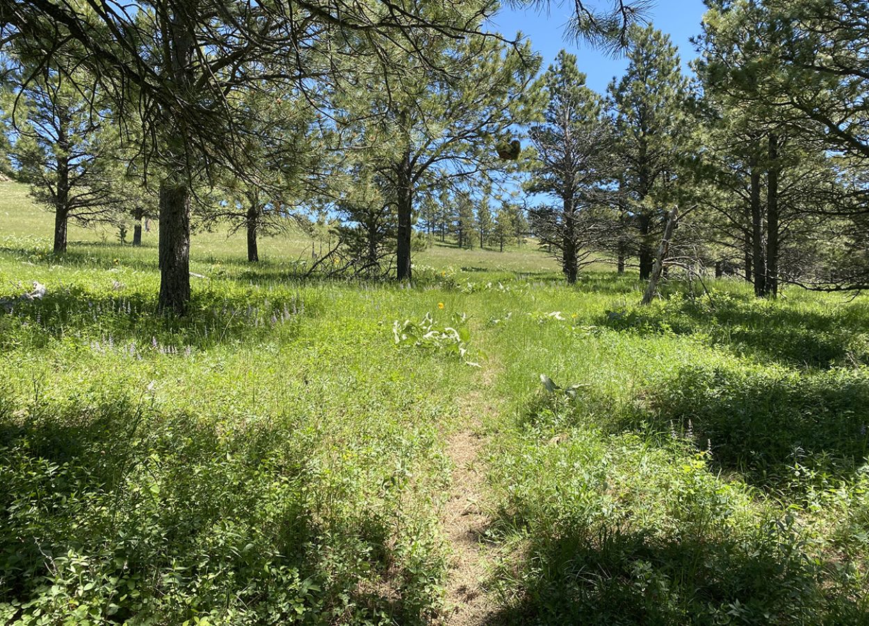 sheep-nose-mountain-sundance-trail
