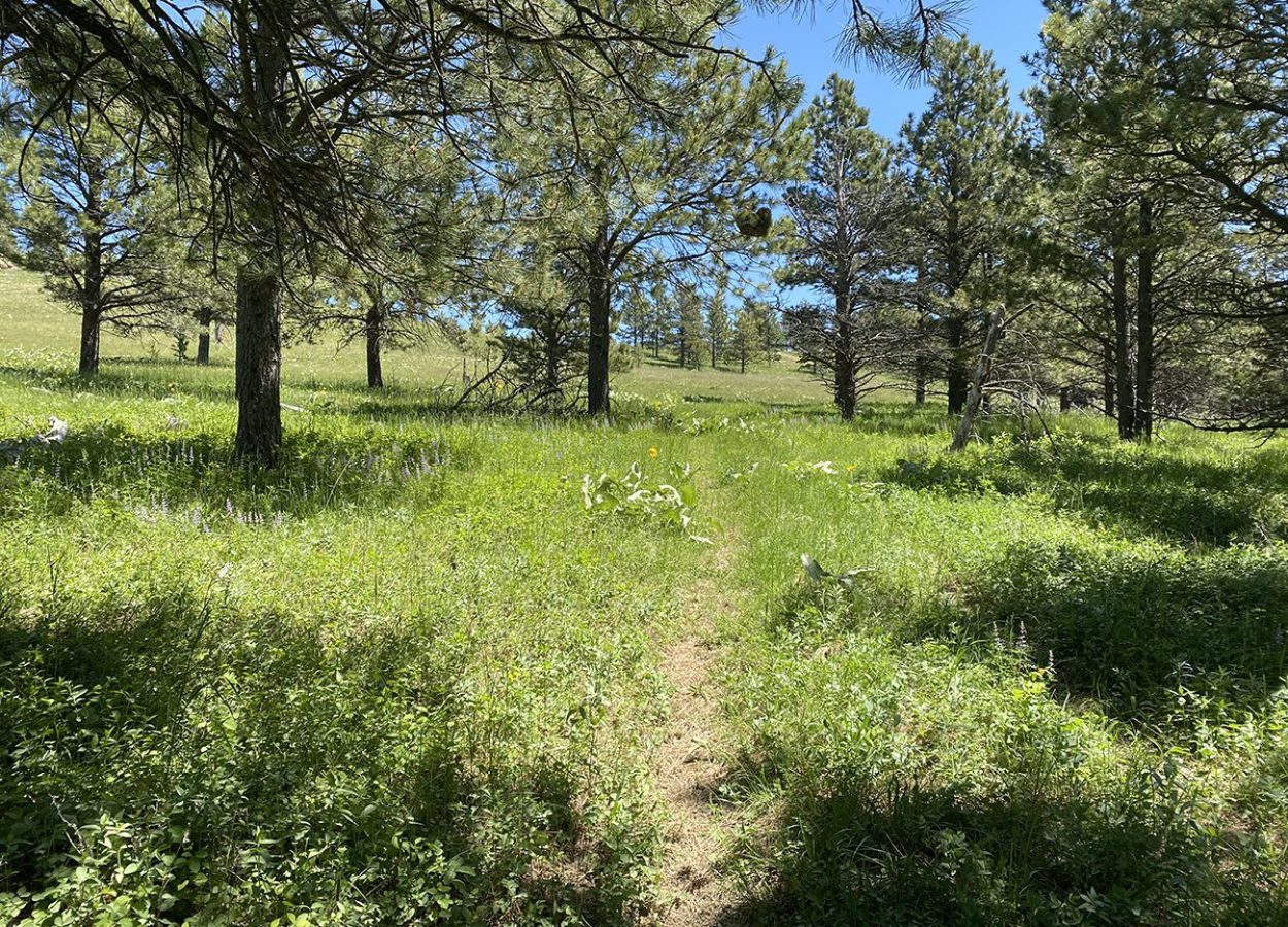 sheep-nose-mountain-sundance-trail