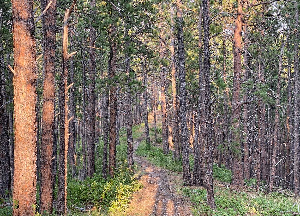 sturgis city dams trail forest